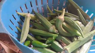 aaj banayi maine organic desi bhindi [upl. by Edythe]