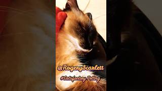 Caricias y ronroneoCaresses and purrs Satisfactorypetting cutecat catlovers catvideos [upl. by Amasa]