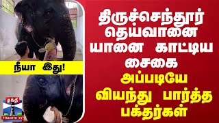 திருச்செந்தூர் தெய்வானை யானை காட்டிய சைகை அப்படியே வியந்து பார்த்த பக்தர்கள் [upl. by Ahsitra379]