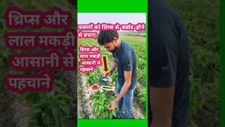 शिमला मिर्च में थ्रिप्स की पहेचान कैसे करे agriculture agriculturefarming farming shortsviral [upl. by Onairam598]