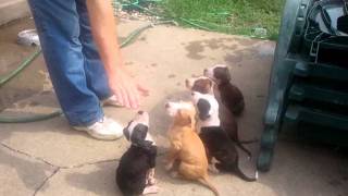 Nixons pitbull puppies [upl. by Fe]