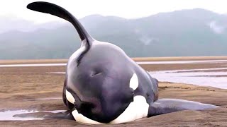 7 Rescates de Orcas varadas en la costa con final Feliz y uno con final Triste [upl. by Aerda928]