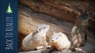 How Groundhogs Hibernate  Plus BABY Groundhogs [upl. by Bernstein]