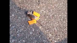 A dead rat in a cracker lets poke it VINE ORIGINAL [upl. by Kalman]