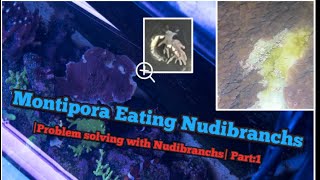 🚫DESTROYING🚫 montipora🪸eating Nudibranchs  Nudibranchs and problems Part1 [upl. by Kippie]