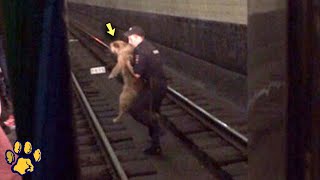 A Dog Fell On the Subway Tracks and the Train Couldnt Slow Down [upl. by Hsirap]