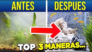 Secretos para un Agua Clara y Cristalina en tu Pecera Top 3 MEJORES consejos [upl. by Wallace]