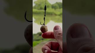 How to use a bait screw for carp fishing [upl. by Naleek]