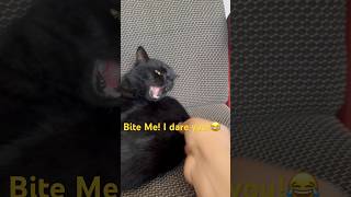 How to Get Bitten by a Cat Easily shorts cat catbite [upl. by Hseham407]