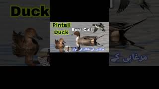 Pintail duck best call  Morgabi ki awaz  All duck sound [upl. by Enahsed]