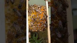 Bee keeping in Sri Lanka  Bee Honey bee honey shortvideo [upl. by Irena55]