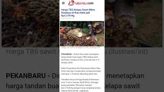 Harga TBS kelapa sawit mitra swadaya di Riau naik jadi Rp3279Kg [upl. by Samuelson150]