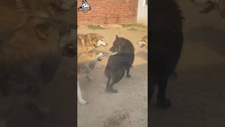 Saarloos Wolfdog Vs Black Shepherd Dog Fight shorts [upl. by Brelje]