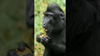 Crested Macaque Celebes Crested Macaque Macaca nigra  Observed in Description [upl. by Carrew]