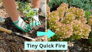 Planting Tiny Quick Fire Hydrangeas Plus Struggling Geums [upl. by Kcirtap535]