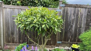 Aucuba Japonica quotGold Dust Plantquot Annual Maintenance Prune  August [upl. by Sydelle]