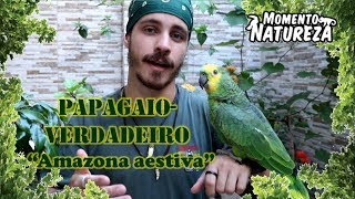 Papagaio  verdadeiro   Amazona aestiva   Momento Natureza [upl. by Ralip]