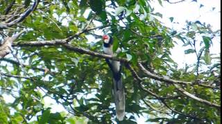 Malkoha Sri Lanka Red Faced 122 [upl. by Erda241]