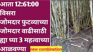 Sugarcane Drenching  ऊस आळवणी  उसावरील महत्वाच्या 3 आळवण्या  usavaril alawanya  sheti alavani [upl. by Manheim536]