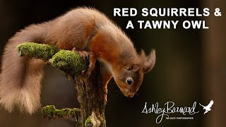 Wildlife is Hard to find  Photographing Red Squirrels [upl. by Siraval]