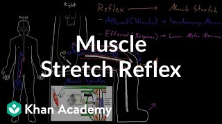 Muscle stretch reflex  Organ Systems  MCAT  Khan Academy [upl. by Rentsch76]