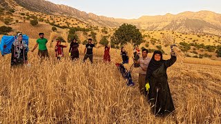 Wheat harvesting in Traditional way Nomadic life 2023 [upl. by Soinski]