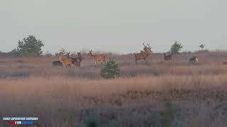 Een roedel edelherten amp Hindes bij koude ochtend  Red Deer amp Hindes in the cold Morning 🦌 [upl. by Sukcirdor528]