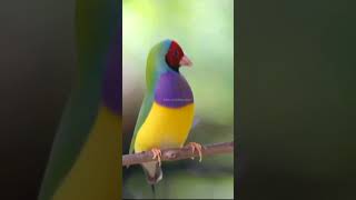 Gouldian finch mating dance  Gouldian finches birds [upl. by Ottilie]