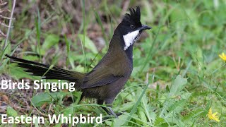 Birds Singing  Eastern Whipbird  Sounds of Nature [upl. by Ecinnej]