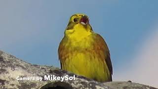 Yellowhammer Emberiza citrinella song [upl. by Cruickshank920]