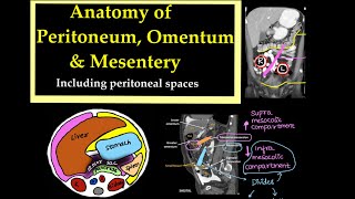 Anatomy of PeritoneumOmentum and Mesentery Including peritoneal spaces l radiology [upl. by Emerald]