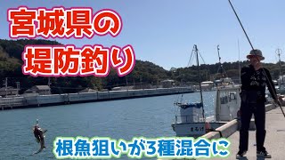 【宮城県の堤防釣り】そろそろアイナメやカレイが寄って来る時期かな？と思って行ったら別な魚達が釣れました。fisherman youtube channel [upl. by Liz]