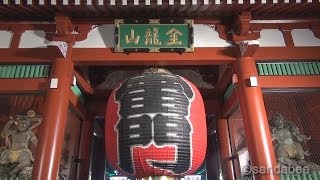 JAPANほうずき市浅草寺四万六千日。Chinese Lantern Plant Market in Asakusa Sensoji [upl. by Annayt]