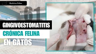 CAPÍTULO 61 🐈 🦷 La Gingivoestomatitis Crónica Felina [upl. by Novehc]