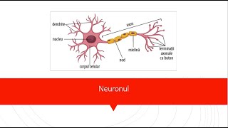 Organizarea sistemului nervos [upl. by Marthe397]