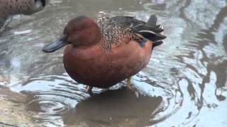 Cinnamon Teal [upl. by Tavy]