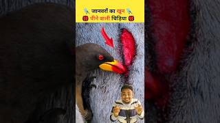 खून पीने वाली चिड़िया 🐦🩸👹 l Blood Drinking Birds l oxpeackerbirds shorts birdsfacts [upl. by Allac910]