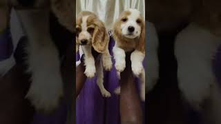 Cooker Spaniel Puppies available Now animal cute pets puppy doglover dogs dog pet cutebaby [upl. by Kelby]