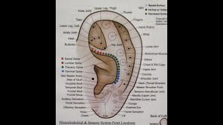 EAR ACUPUNCTURE  AURICULOTHERAPY 11 Points of Antihelix Crus amp Back of Ear [upl. by Welch]