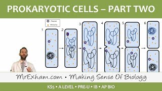 Prokaryotic Cells  Antibiotics reproduction and pathogens  Post 16 Biology A Level PreU IB [upl. by Atrim643]