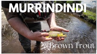 MURRINDINDI BROWN TROUT [upl. by Eitsyrk]