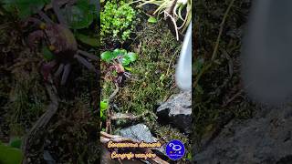 Paludario  Paludariumcangrejos vampiro Geosesarmadennerle short anthillspainyoutube terrarium [upl. by Youlton]