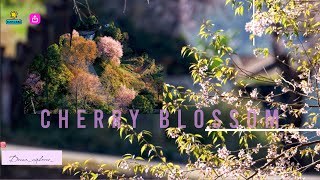 Cherry Blossom 🌸  NONGSTOIN 4k [upl. by Mitzie]