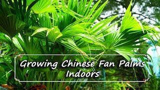 Chinese Fan Palms as Houseplants  In Depth Discussion [upl. by Suinotna]