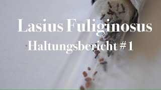 Haltungsbericht 1 Lasius Fuliginosus [upl. by Elocan]