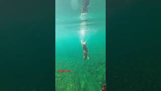 underwater fishing fish nature diving dog shortsfeed ytshort facts like youtubeshorts 👍 [upl. by Dietsche648]