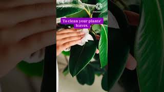 Tips to maintain healthy plants 🍃 🪴 [upl. by Lanevuj]