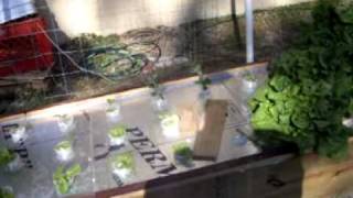 Floating Raft Hydroponic System [upl. by Aerised]