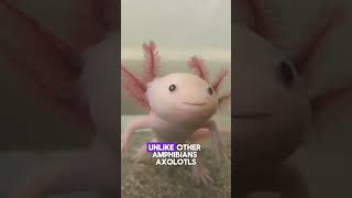 Meet the Magical Axolotl The Pet with Superpowers pets axolotl animals shorts funny top [upl. by Hueston]