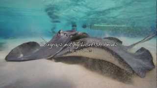 Stingrays eating Lionfish Heads [upl. by Ravert]